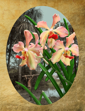 Flora Amazónica