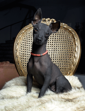 Perro peruano